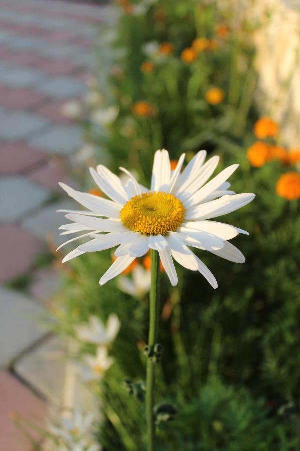 Hotel Villa Aljor Golem  Dış mekan fotoğraf